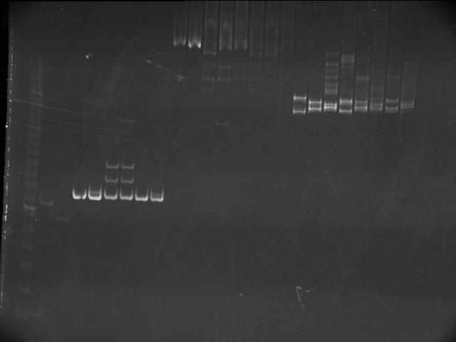 WCS1567-1569.jpg